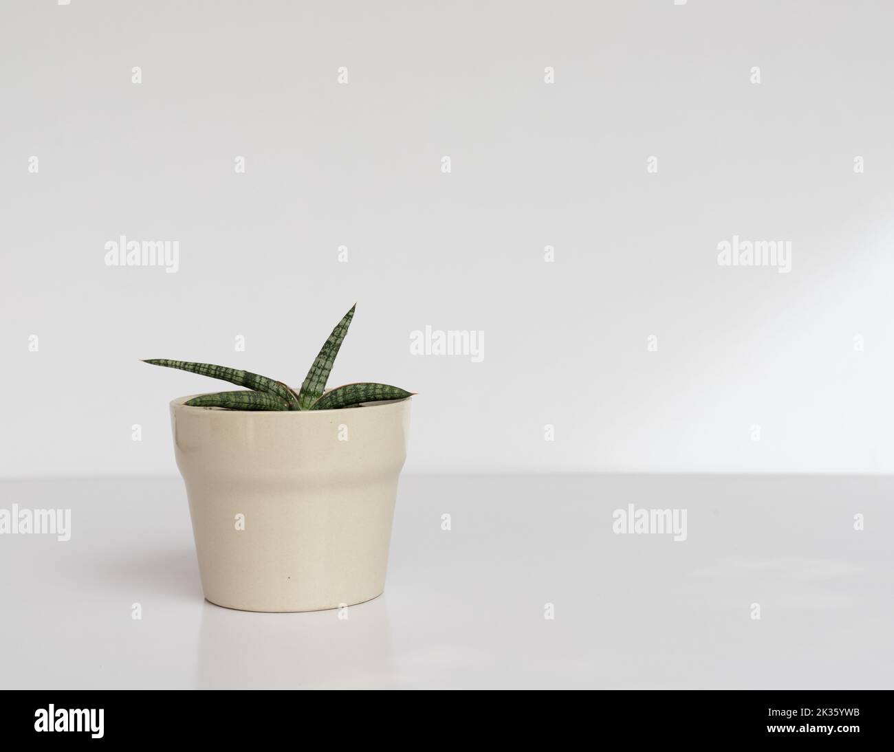 Sensaveria Wanderschlange Pflanze in einem schönen dekorativen Keramiktopf auf weißem isolierten Hintergrund Stockfoto