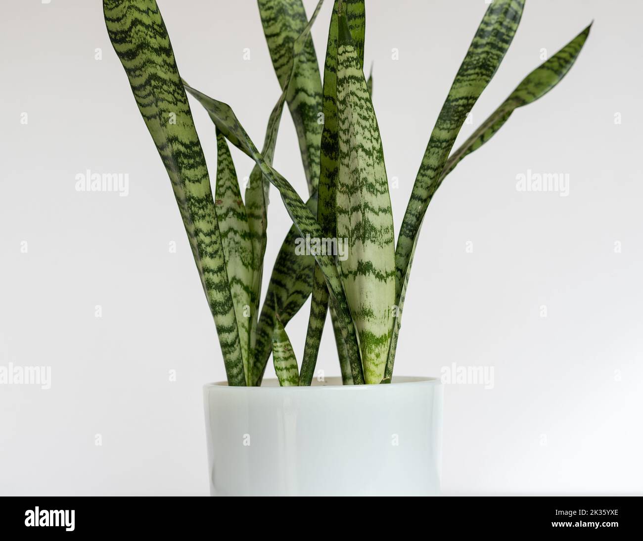 Sansevieria zeylanica Schlangenpflanze auf isoliertem weißem Hintergrund Stockfoto