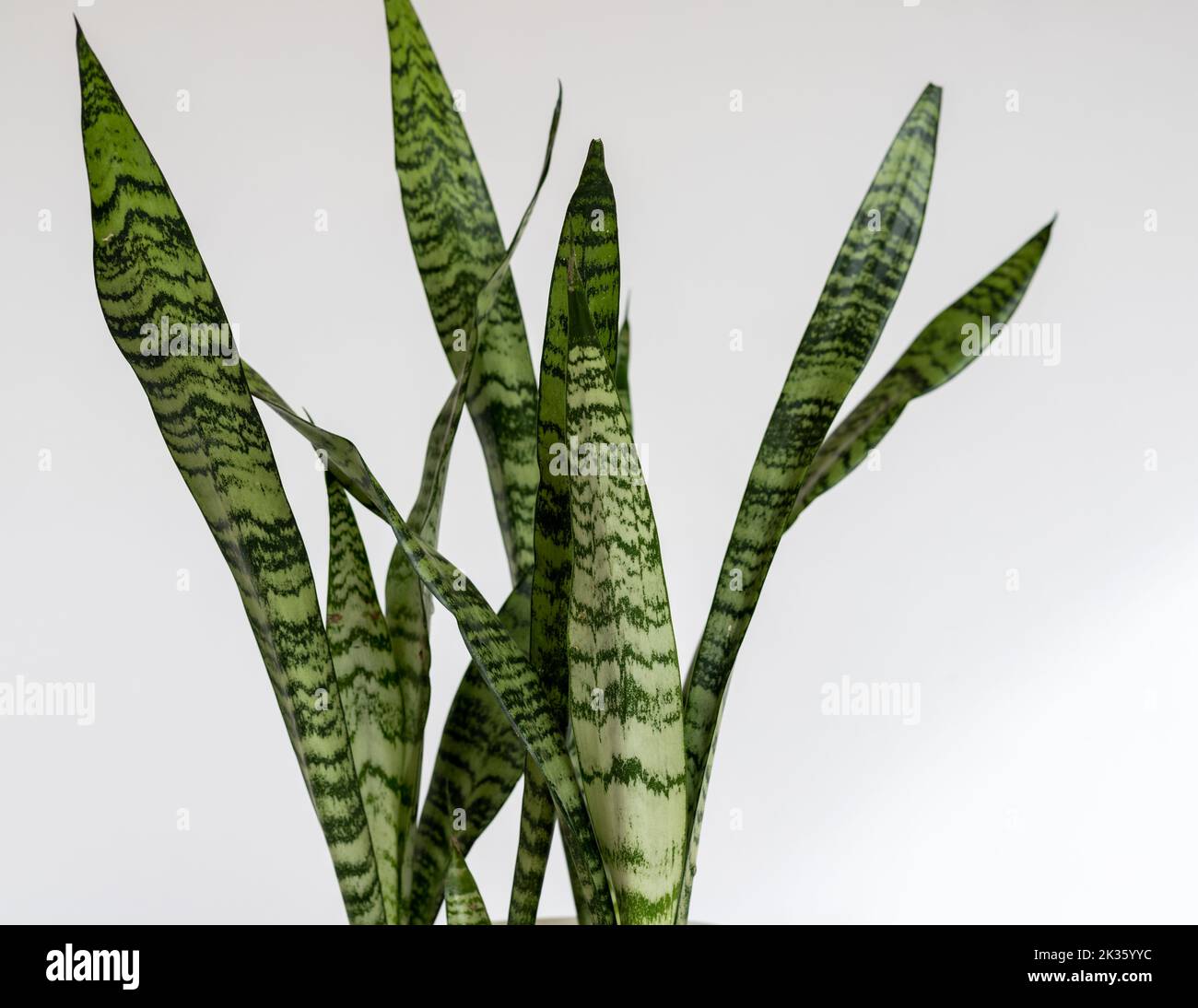 Sansevieria Zeylanica Schlangenpflanze Blätter Nahaufnahme auf isolierten weißen Hintergrund Stockfoto
