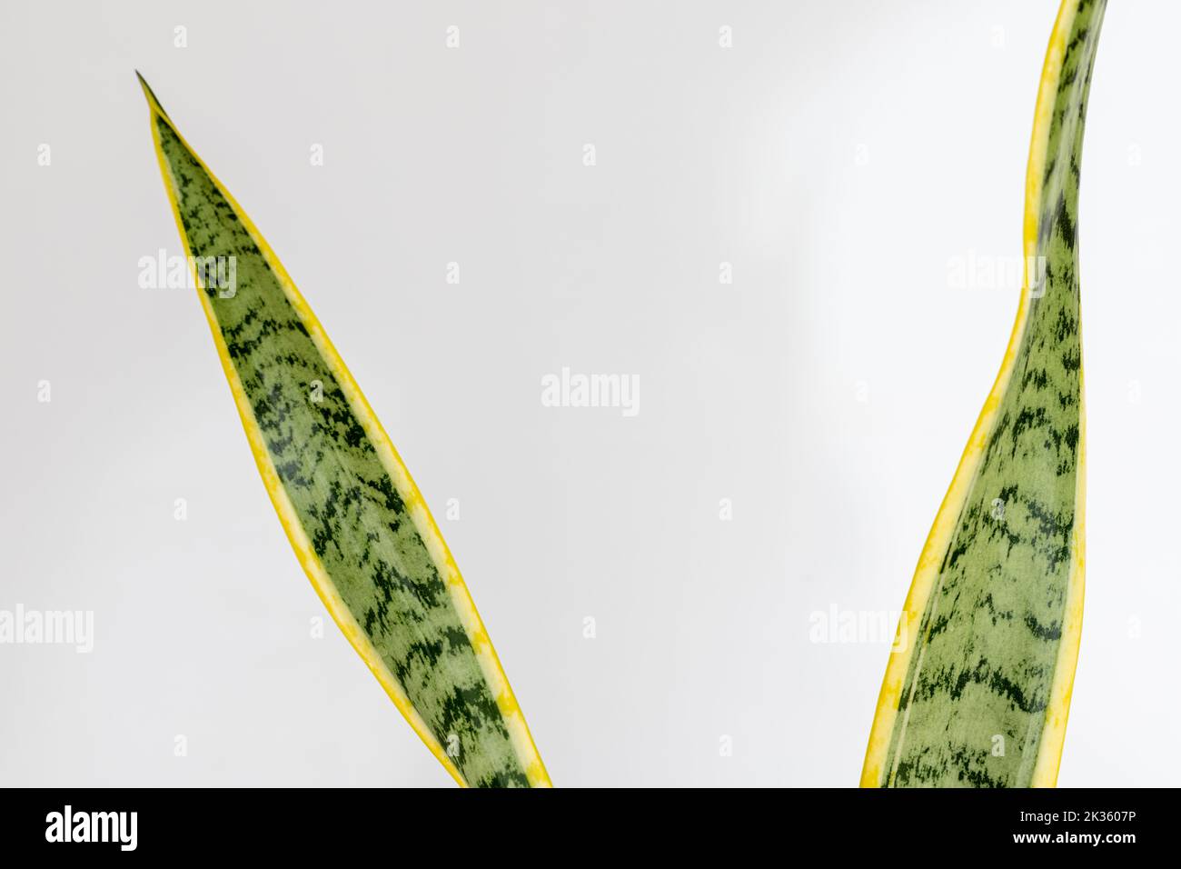 Sansevieria trifasciata Laurentii Schlangenpflanze Blätter Nahaufnahme Stockfoto