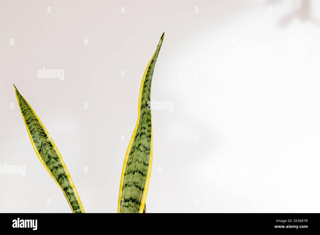 Sansevieria trifasciata Laurentii Schlangenpflanze Blätter auf isoliertem weißen Hintergrund Stockfoto