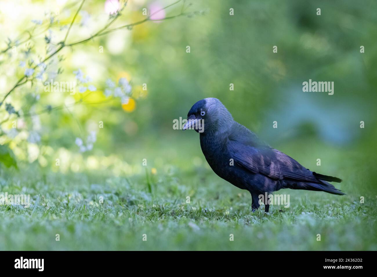Dohlen [ Corvus monedula ] auf dem Weg in den wilden Garten Stockfoto