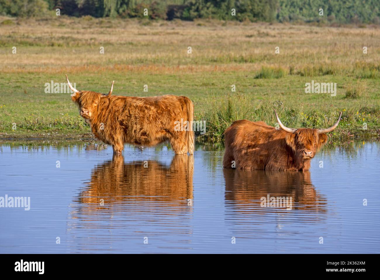 Zwei Highland Kühe, schottische Rasse von rustikalen Rindern watend in flachen Wasser des Teiches Stockfoto
