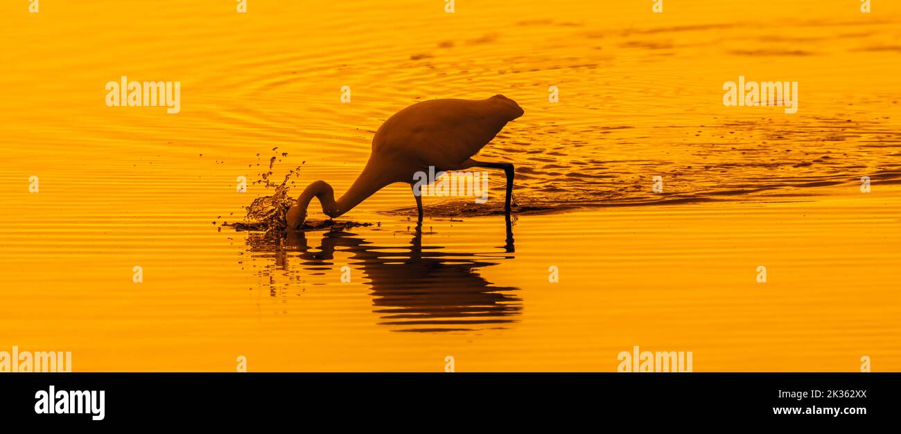 Silberreiher / Reiher (Ardea alba / Egretta alba) stechende Fische im seichten Wasser des Teiches bei Sonnenuntergang Stockfoto