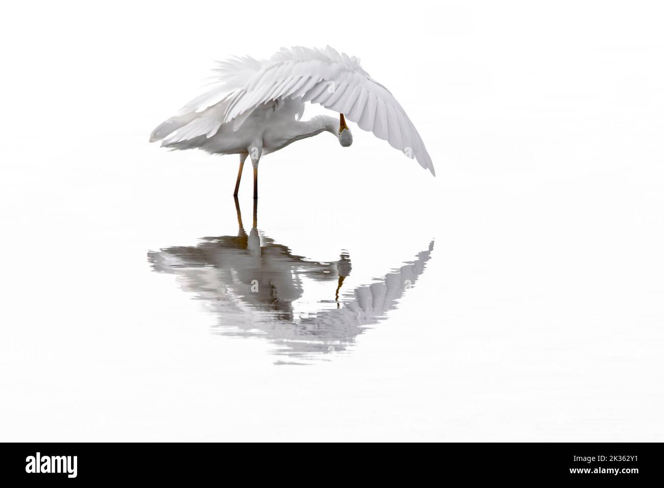 Großreiher / Reiher (Ardea alba / Egretta alba), die Federn im seichten Wasser des Teiches aufweiden Stockfoto