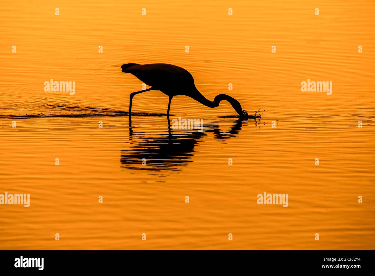 Silberreiher / Reiher (Ardea alba / Egretta alba) stechender Fisch im seichten Wasser des Teiches, bei Sonnenuntergang silhouettiert Stockfoto