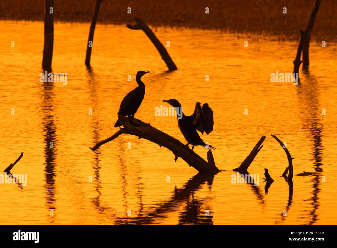 Zwei große Kormorane, die auf einem toten Baumstamm in einem See thront und Flügel zum Trocknen von Silhouetten bei Sonnenuntergang ausdehnt, Marquenterre Park, Bay of the Somme, Frankreich Stockfoto