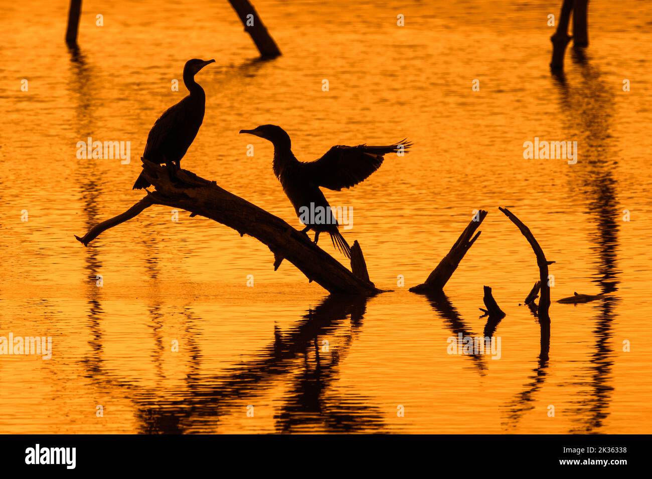 Zwei große Kormorane, die auf einem toten Baumstamm in einem See thront und sich zum Trocknen bei Sonnenuntergang Flügel ausstrecken, Marquenterre Park, Bay of the Somme, Frankreich Stockfoto