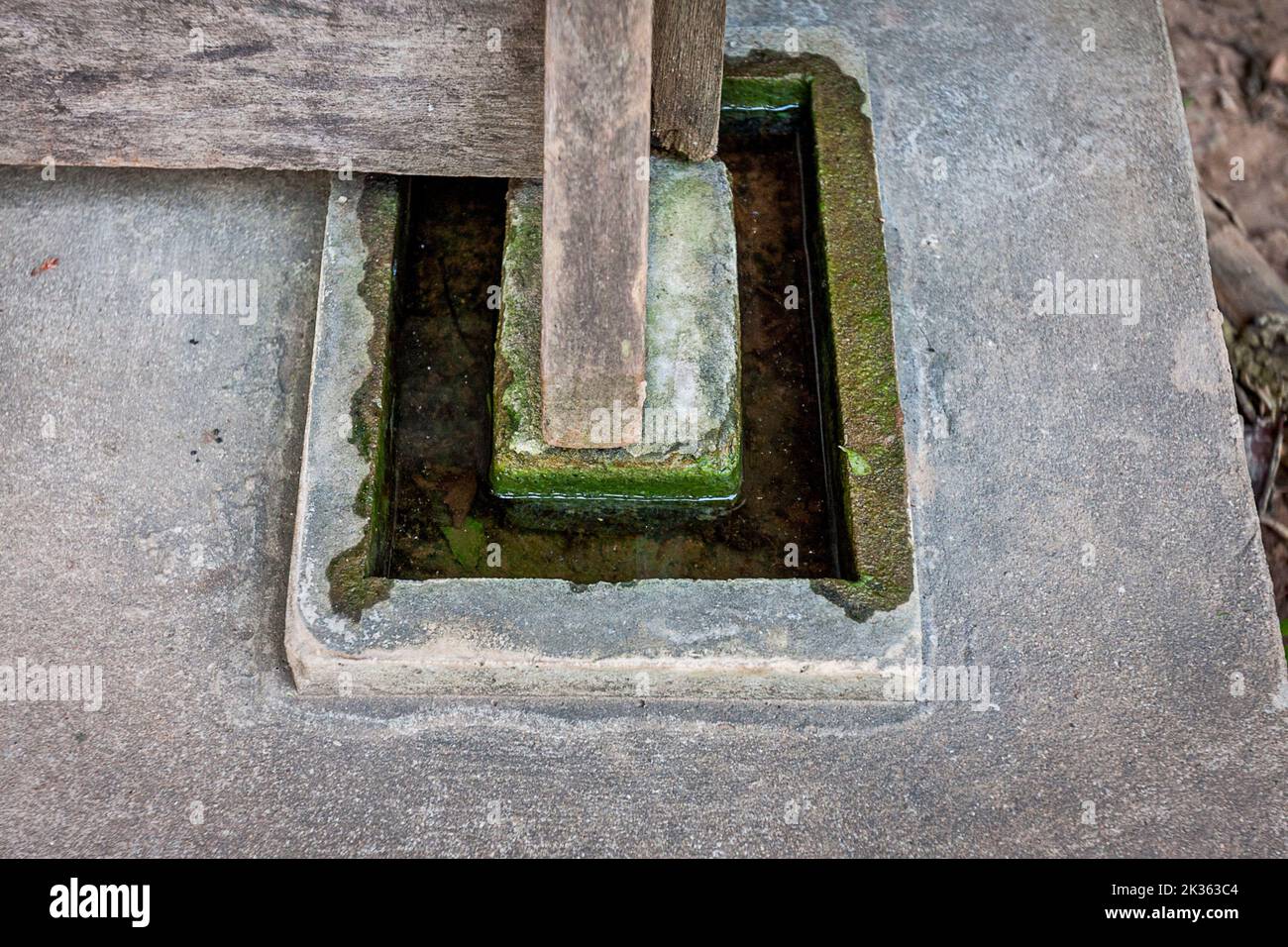 Seidenwürmer müssen geschützt werden, in diesem Fall fängt eine kleine Falle Ameisen daran, in das Gebäude zu klettern. Stockfoto