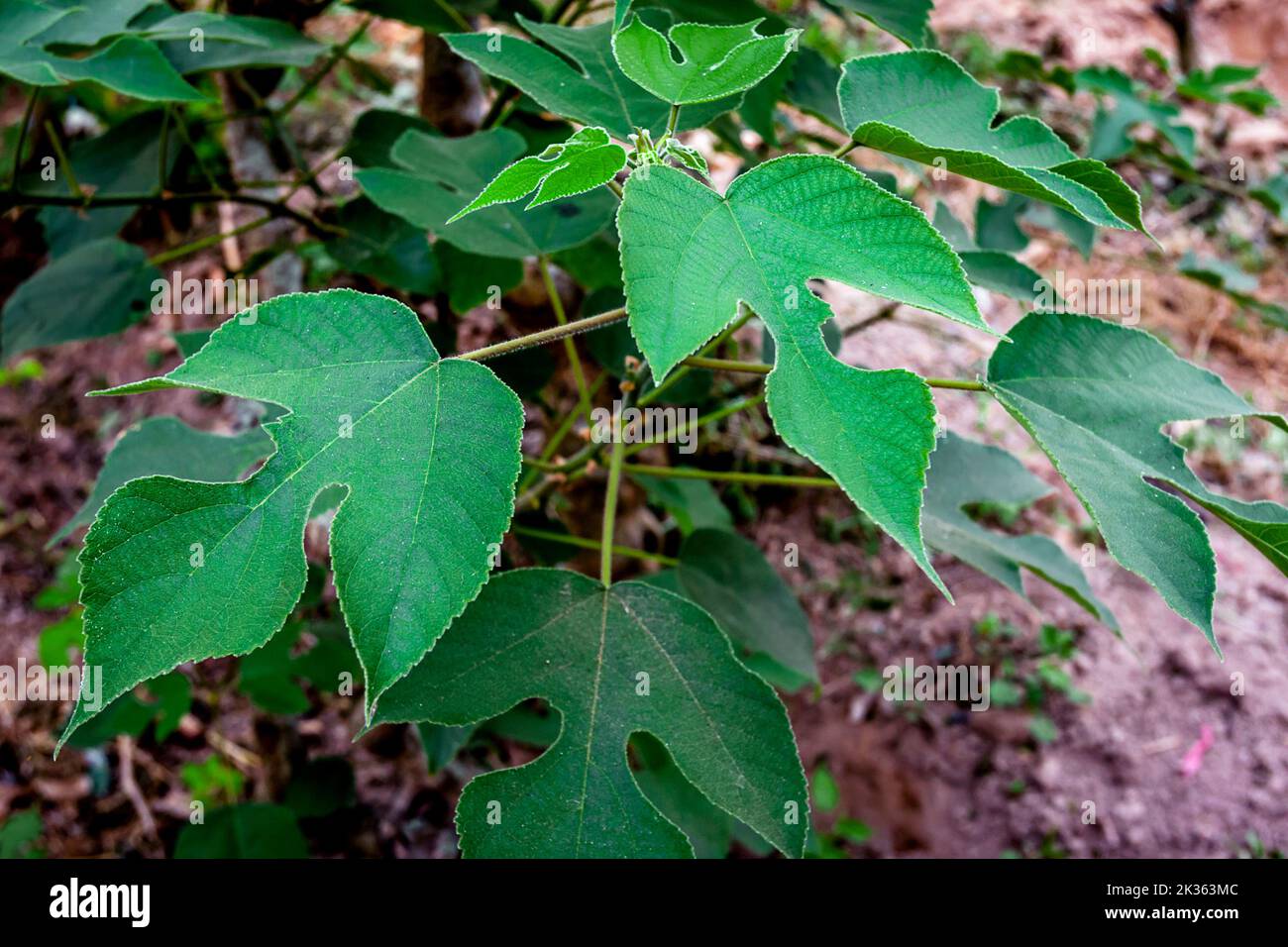 Eine Mulberry Pflanze, die mit Nahaufnahme des Blattes im Silk Farm Stockfoto