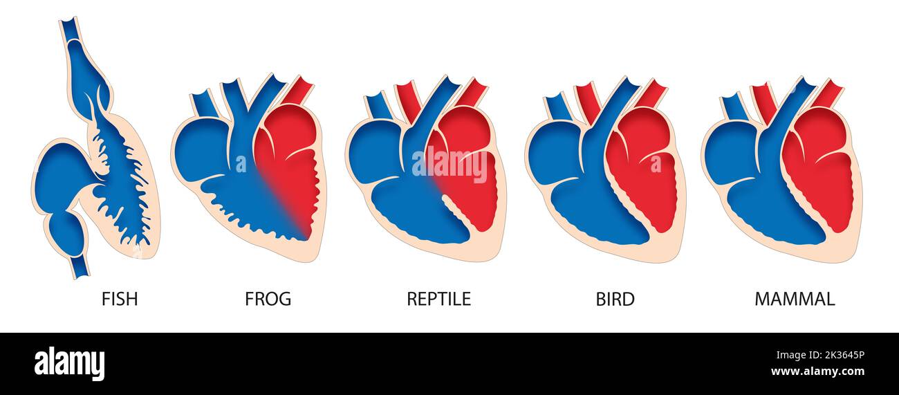 Vergleichende Anatomie des Herzens bei Wirbeltieren Stockfoto