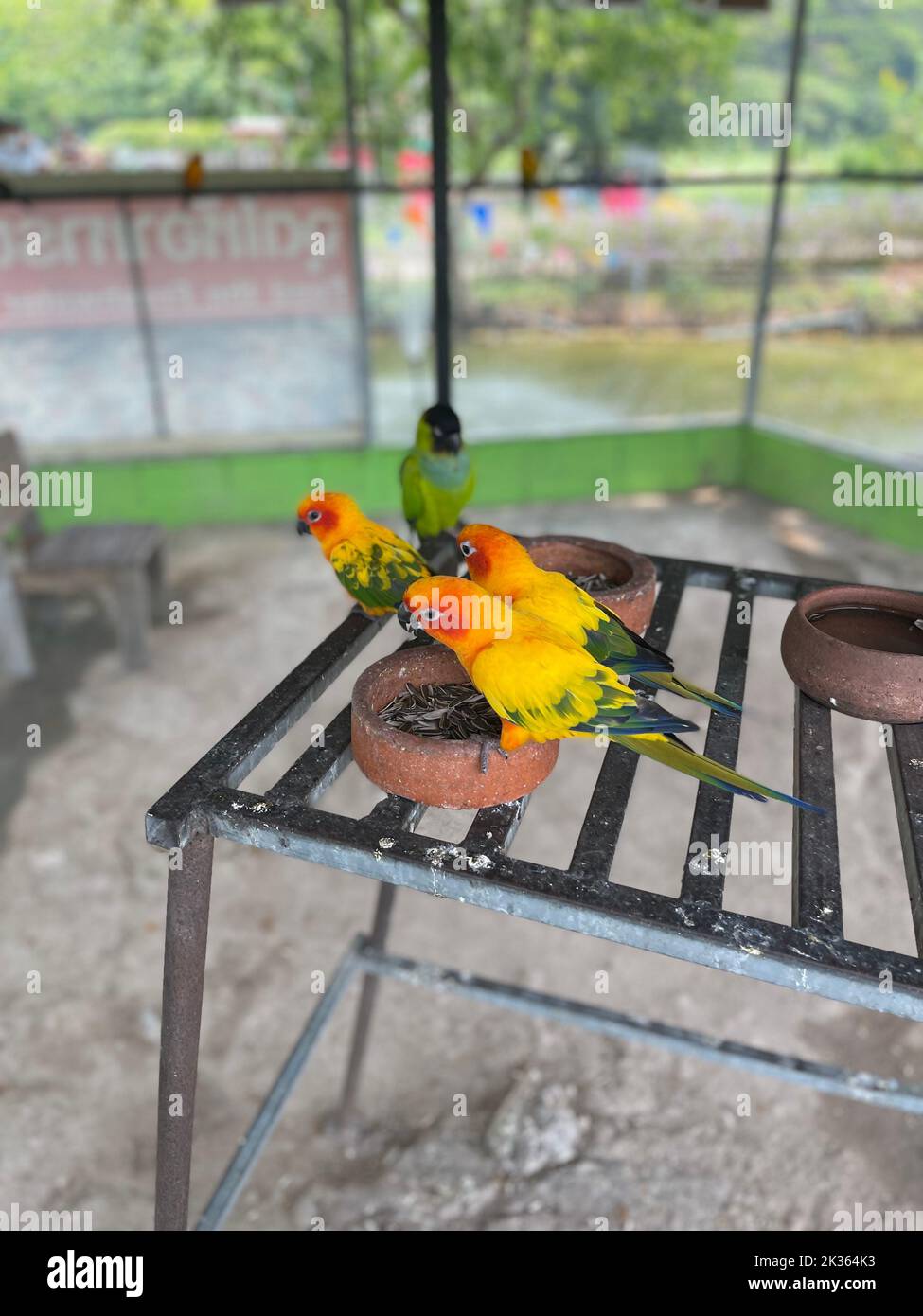 Erstaunliche tropische Vögel aus der ganzen Welt Stockfoto