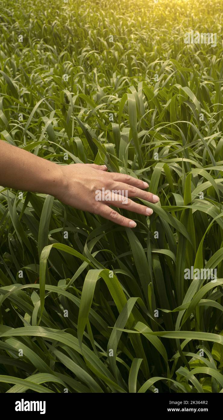 Womans Hand berühren einen jungen Weizen im Weizenfeld, während Sonnenuntergang. Glück oder Entspannung Konzept. Vertikale Größe. Stockfoto