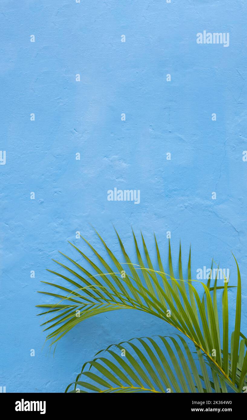 Grüne Palmenblätter über der blauen Grunge-Betonwand. Anzeige von Naturprodukten. Stockfoto