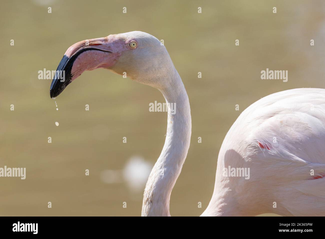 Chilenischer Flamingo [ Phoenicopterus chilensis ] Kopfschuss mit Wasser, das vom Schnabel tropft, im Wildfowl & Wetlands Trust in Slimbridge, Gloucestershire, Großbritannien Stockfoto