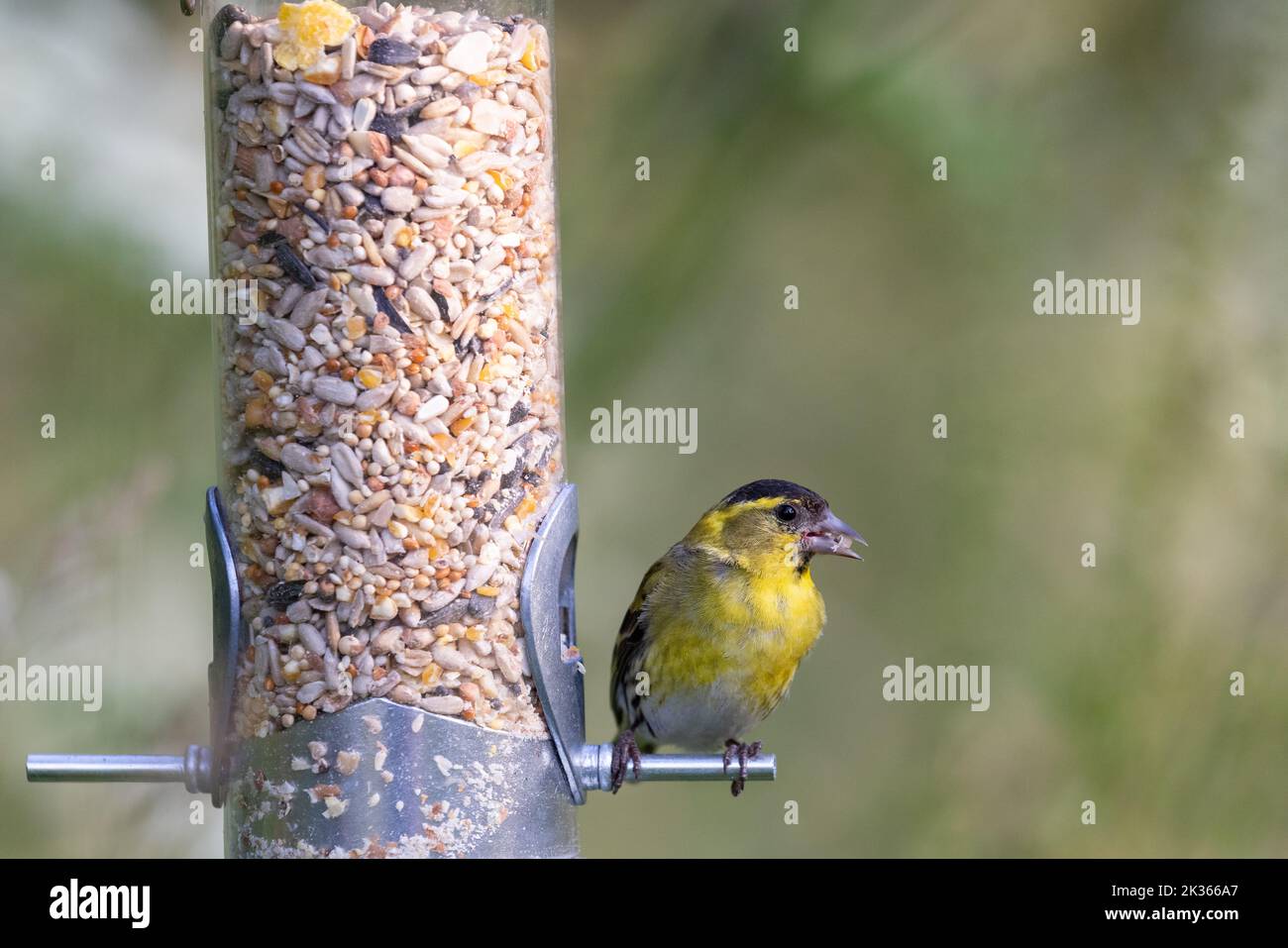 Männliche Siskin [ Spinus spinus ] auf Gartenfutter Stockfoto