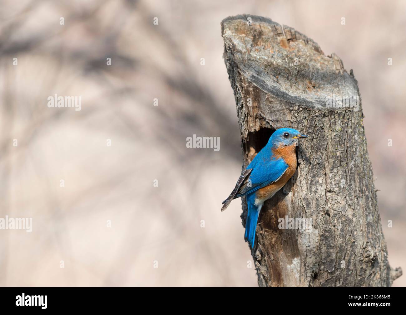 Östlichen bluebird Stockfoto