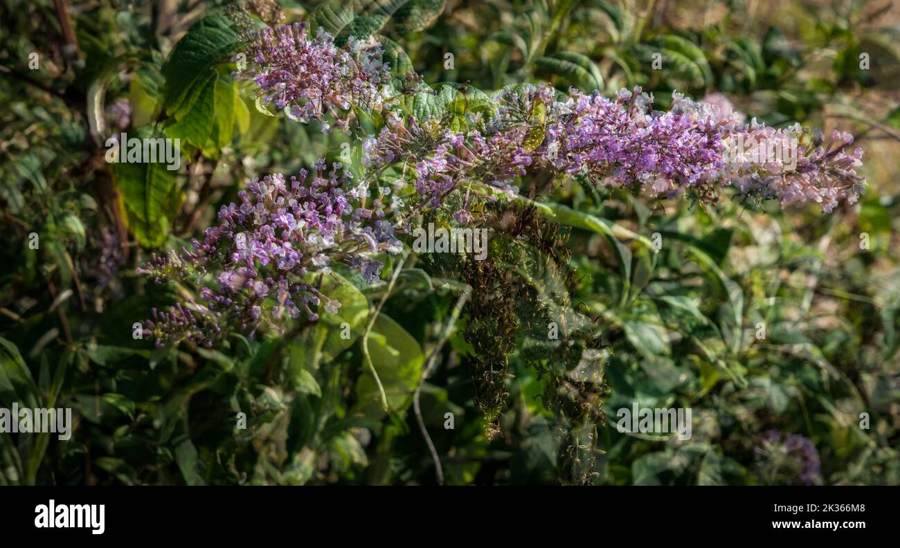 Zwei Bilder von Buddleia - der Schmetterlingsbusch, aufgenommen durch Mehrfachbelichtung Stockfoto