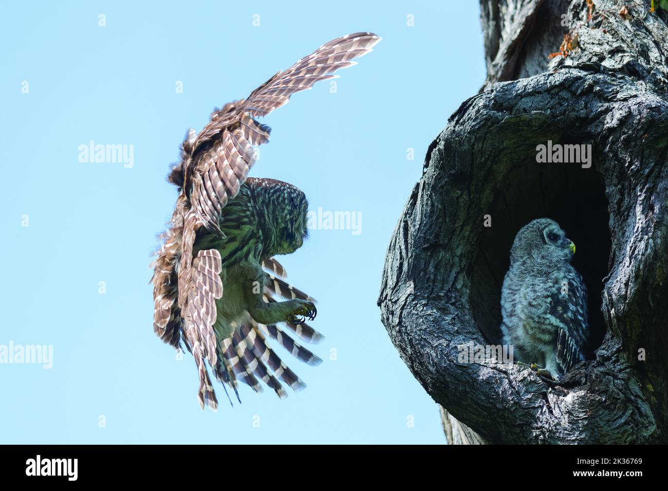 Vogel-Fotografie Stockfoto