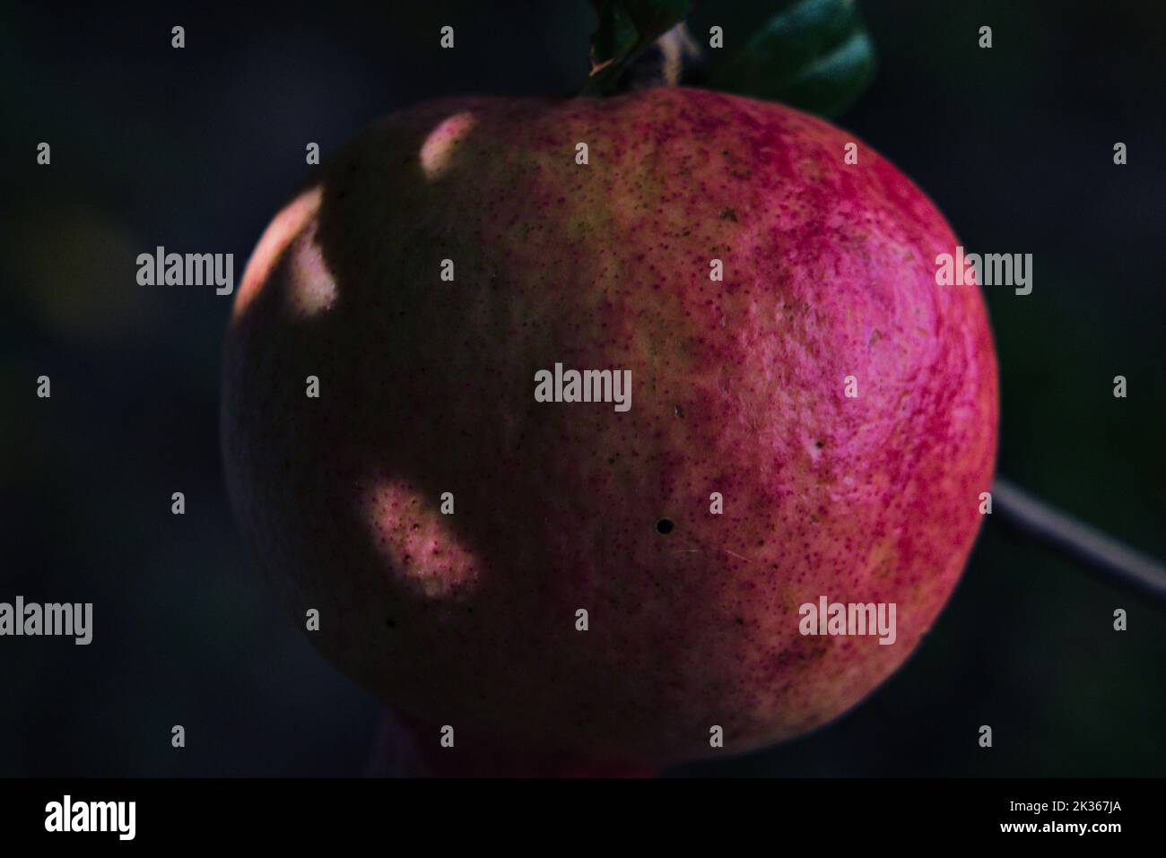 Granatapfel Stockfoto