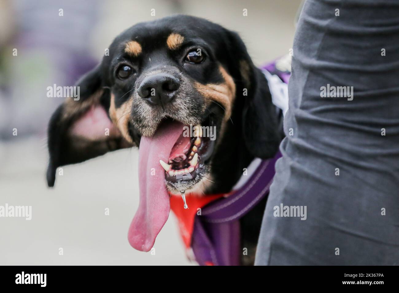 Pasig City, Philippinen. 25. September 2022. Ein Haustier Hund wird während des 'Run fur Life' Marathon in Pasig City, Philippinen, am 25. September 2022 gesehen. Die „Run fur Life“ ist eine Spendenaktion für misshandelte, verlassene und obdachlose Hunde und zielt auch darauf ab, das Wohlergehen der Tiere und den verantwortungsvollen Besitz von Haustieren zu fördern. Quelle: Rouelle Umali/Xinhua/Alamy Live News Stockfoto