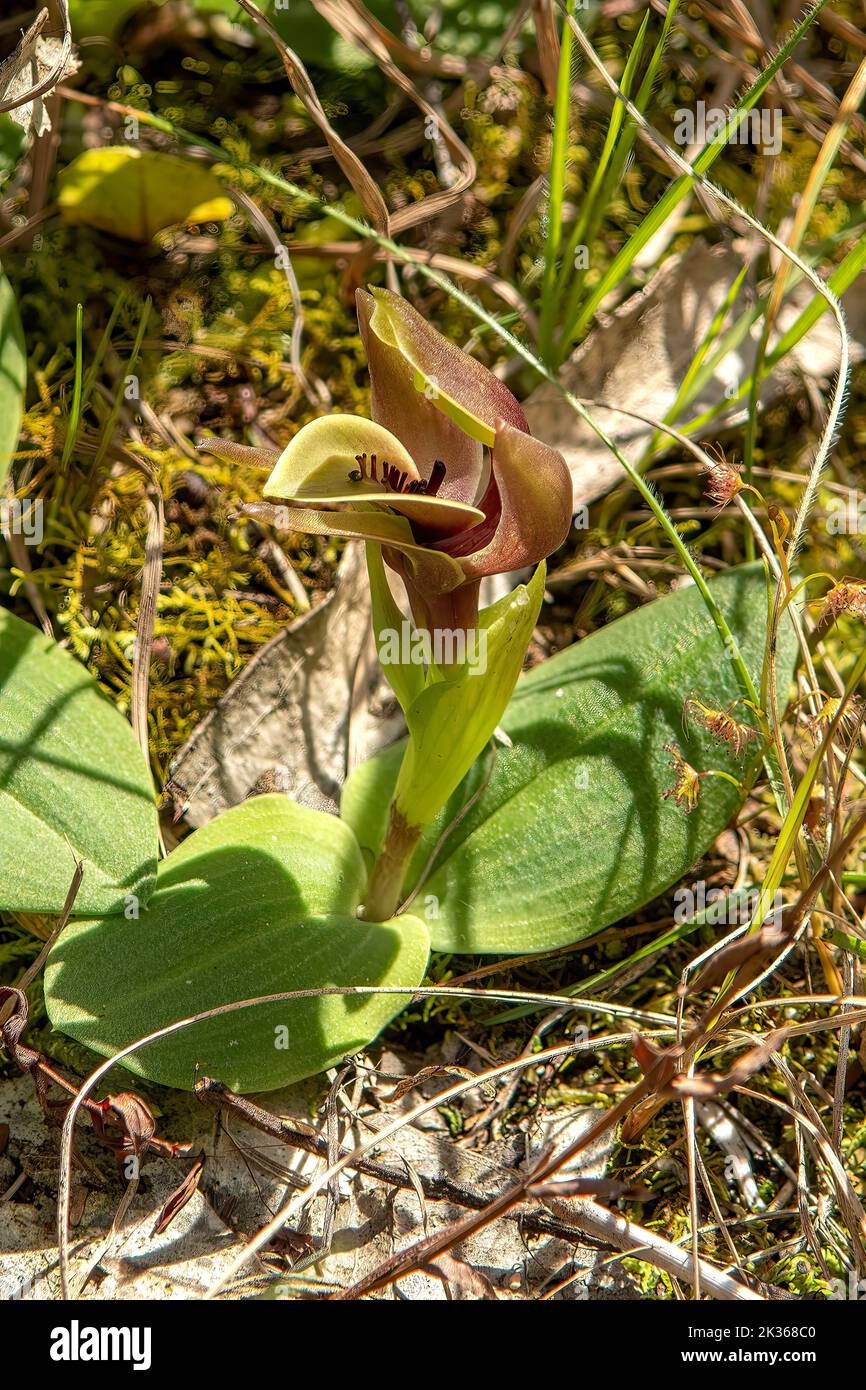 Chiloglottis valida, gewöhnliche Vogelorchidee Stockfoto
