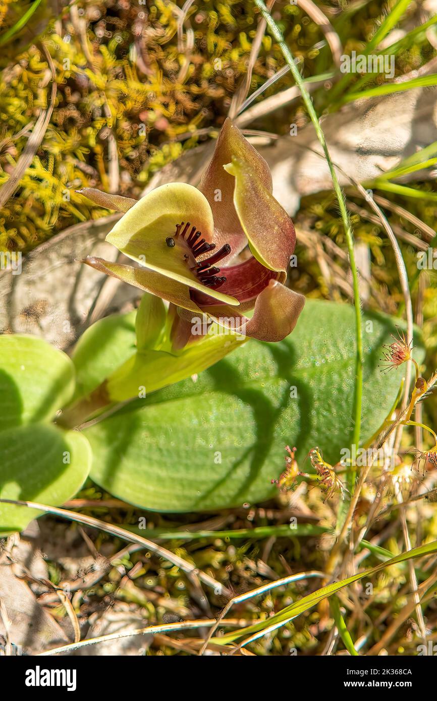 Chiloglottis valida, gewöhnliche Vogelorchidee Stockfoto