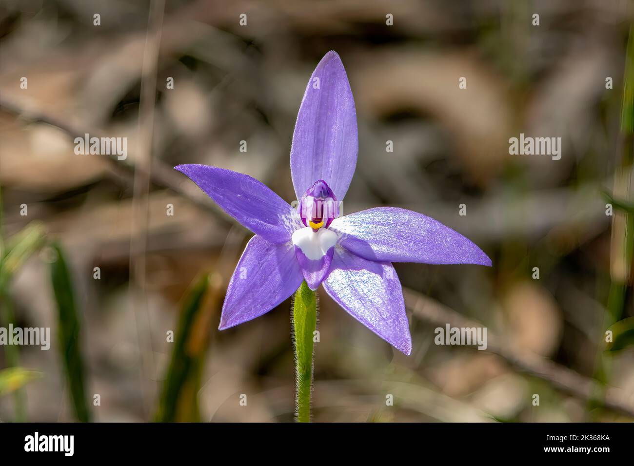 Glossodia Major, Wachslippen-Orchidee Stockfoto