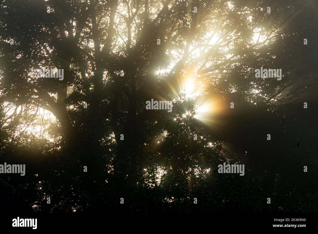 Verzauberter Wald - Sonnenlicht, das an einem trüben Morgen durch Äste filtert, vermittelt einen Eindruck von magischem Licht Stockfoto