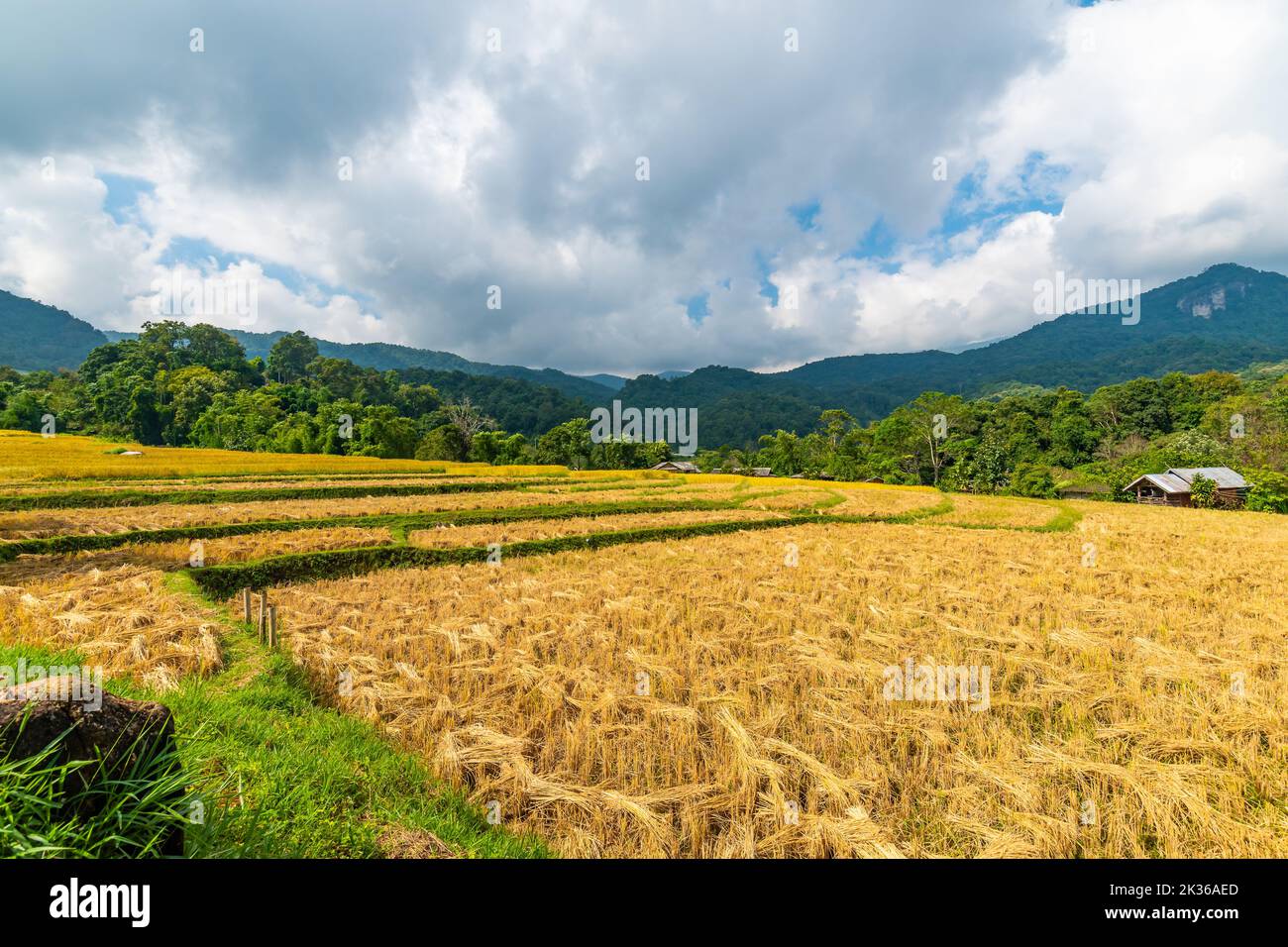 Reifer Reis Landwirtschaft Feld in Thailand. Nördliche Region in Bergen und Dschungel. Das Feld des reifen Reises wird für die Ernte vorbereitet. Farmgebäude in der Nähe, trop Stockfoto