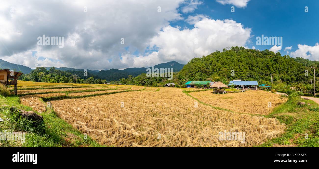 Reifer Reis Landwirtschaft Feld in Thailand. Nördliche Region in Bergen und Dschungel. Das Feld des reifen Reises wird für die Ernte vorbereitet. Farmgebäude in der Nähe, trop Stockfoto