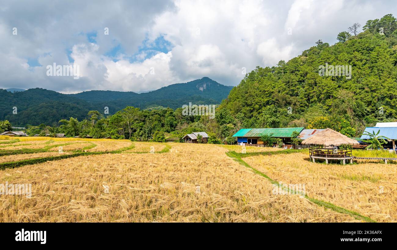 Reifer Reis Landwirtschaft Feld in Thailand. Nördliche Region in Bergen und Dschungel. Das Feld des reifen Reises wird für die Ernte vorbereitet. Farmgebäude in der Nähe, trop Stockfoto