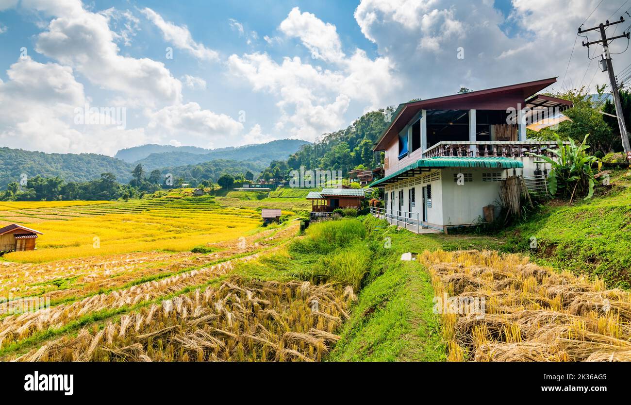 Reifer Reis Landwirtschaft Feld in Thailand. Nördliche Region in Bergen und Dschungel. Das Feld des reifen Reises wird für die Ernte vorbereitet. Farmgebäude in der Nähe, trop Stockfoto