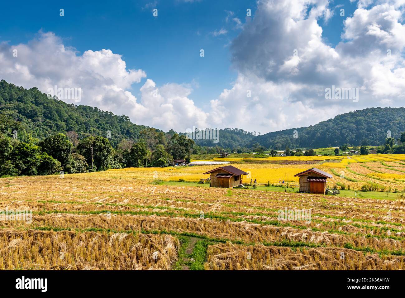 Reifer Reis Landwirtschaft Feld in Thailand. Nördliche Region in Bergen und Dschungel. Das Feld des reifen Reises wird für die Ernte vorbereitet. Farmgebäude in der Nähe, trop Stockfoto