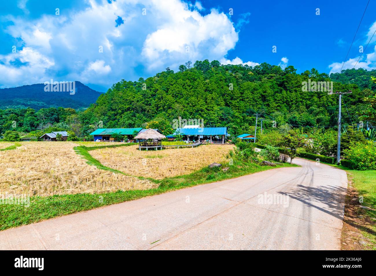 Reifer Reis Landwirtschaft Feld in Thailand. Nördliche Region in Bergen und Dschungel. Das Feld des reifen Reises wird für die Ernte vorbereitet. Farmgebäude in der Nähe, trop Stockfoto