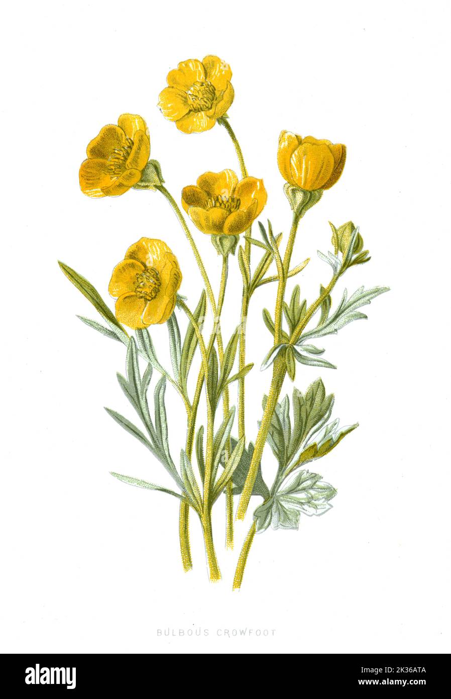 Bulbous Crowfoot Flower viktorianische Ära 19. Jahrhundert Illustration Stockfoto