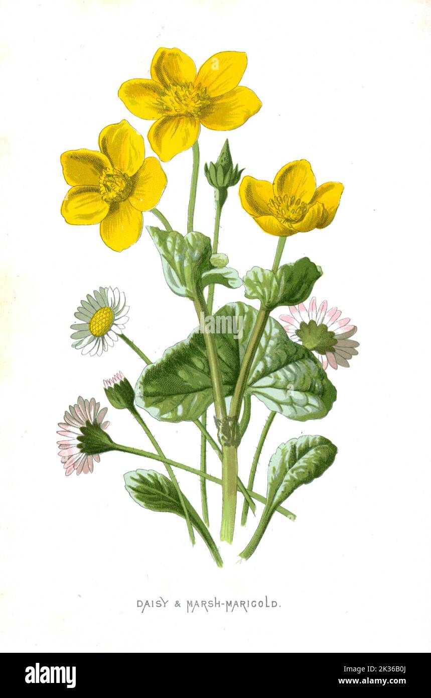 Daisy und Marsh Marigold Blume aus dem 19. Jahrhundert Illustration Vintage Stockfoto