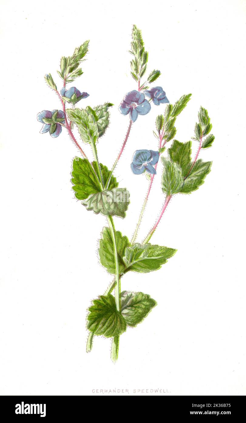 Germander Speedwell Blume viktorianische Ära 19. Jahrhundert Illustration Stockfoto