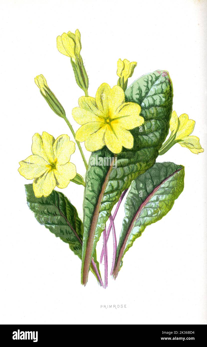 Primrose Blume illustriert in der viktorianischen Ära, ein botanisches Kunstwerk aus dem 19. Jahrhundert von Hulme mit Pflanzendetails Stockfoto