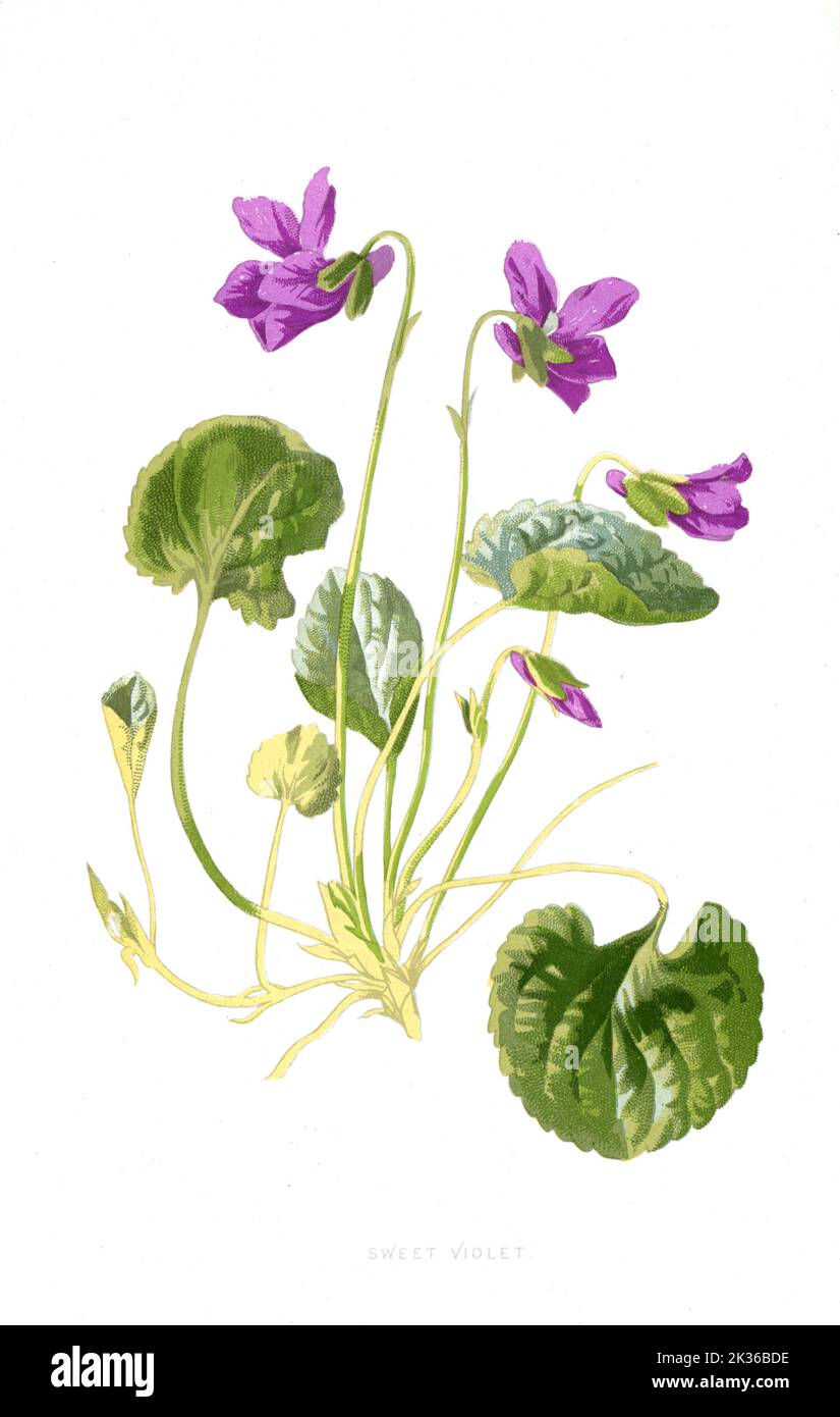 Süße violette lila Blume und Pflanze viktorianische Ära 19. Jahrhundert botanische Illustration Stockfoto