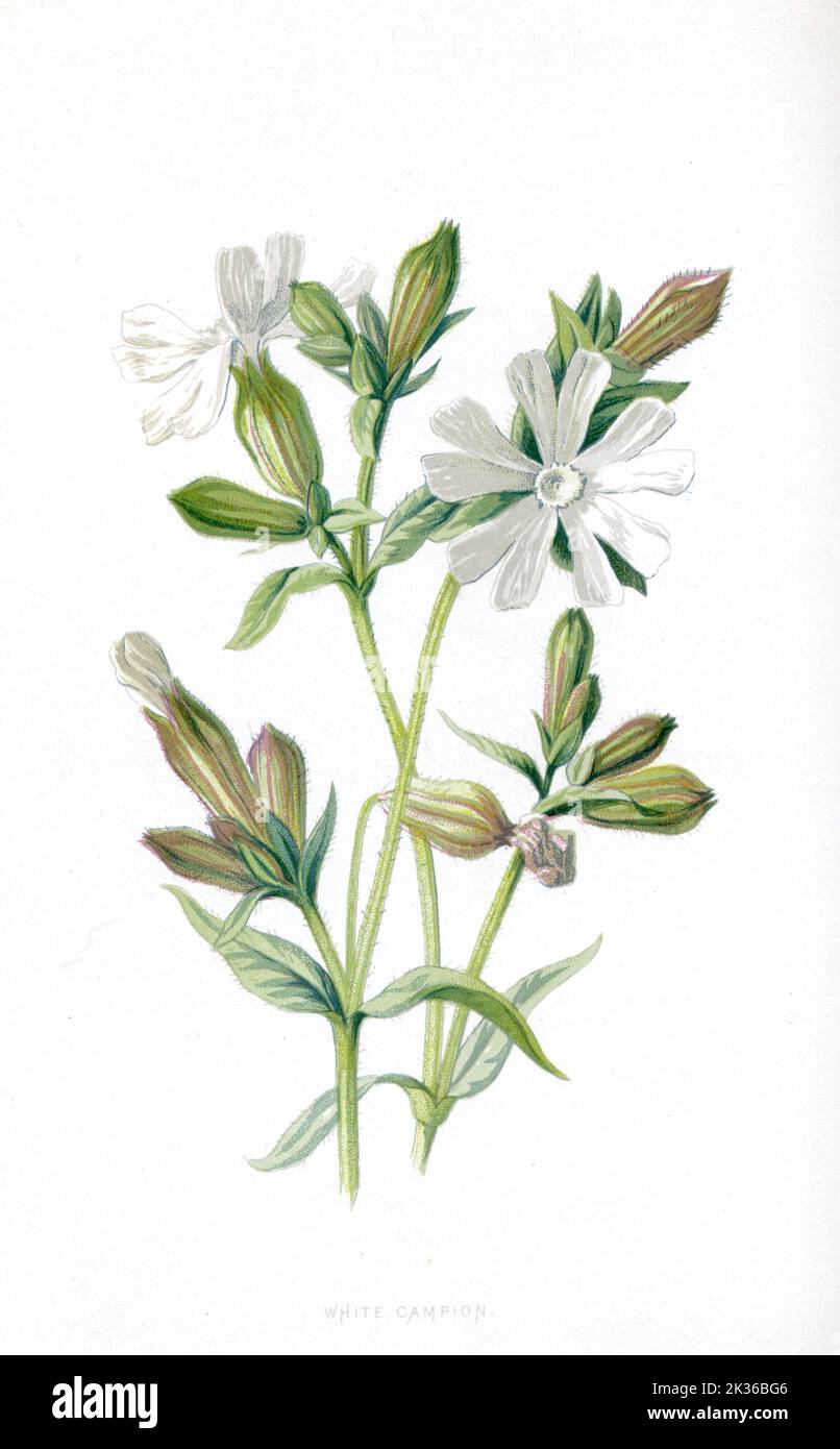 Weiße Campion Blume viktorianische Ära 19. Jahrhundert Illustration Stockfoto