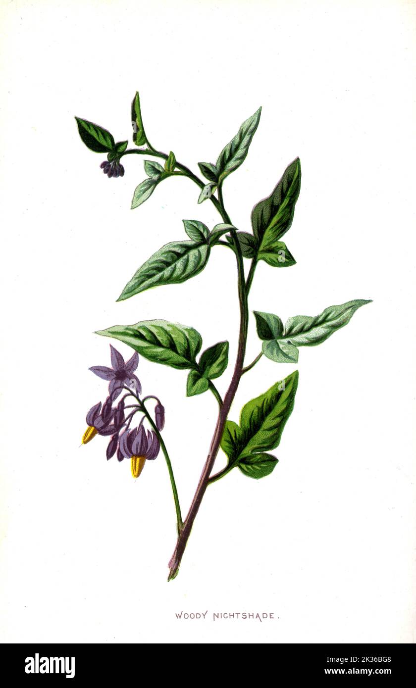 Woody Nachtschatten Blume viktorianische Ära 19. Jahrhundert Illustration Stockfoto