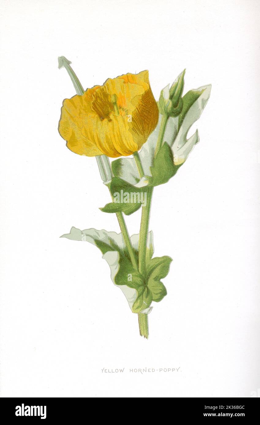 Gelb gehörnte Mohnblume viktorianische Ära 19. Jahrhundert Illustration Stockfoto