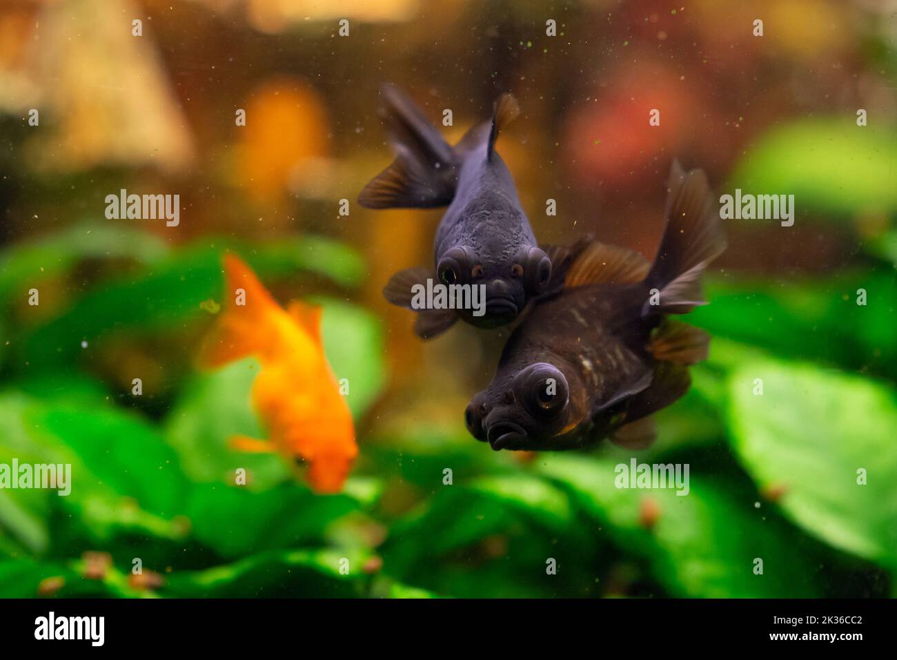 Schwarzmoor-Goldfische und gewöhnliche Goldfische im heimischen Süßwasseraquarium Stockfoto