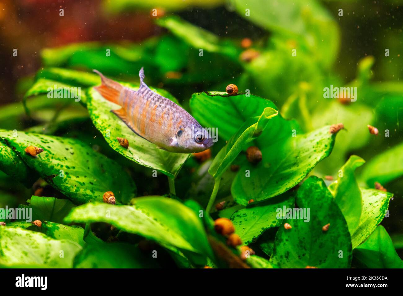 Paradiesfische oder Gurami im heimischen Süßwasseraquarium Stockfoto