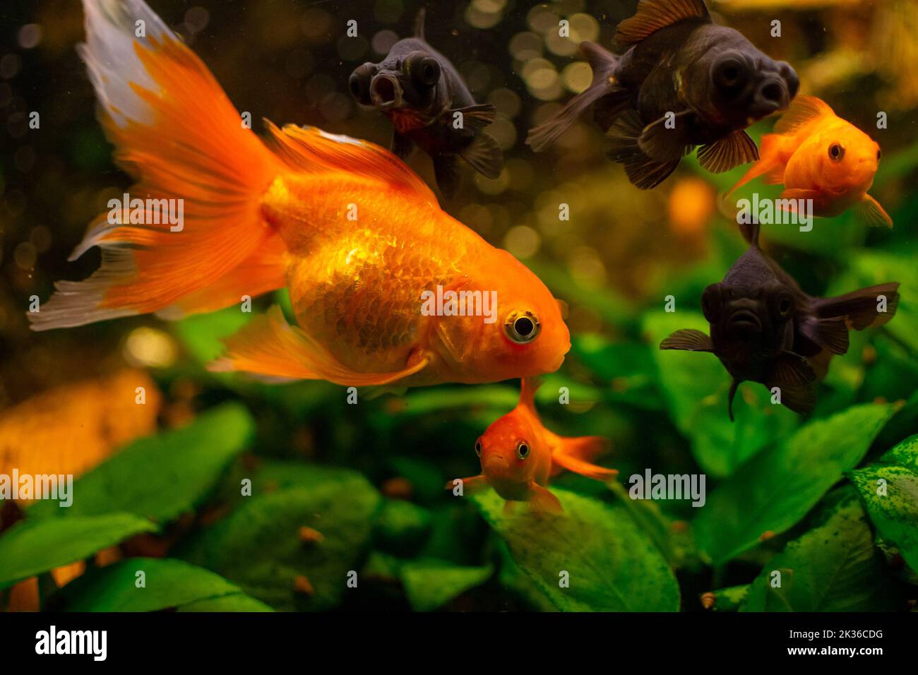 Schwarzmoor-Goldfische und gewöhnliche Goldfische im heimischen Süßwasseraquarium Stockfoto