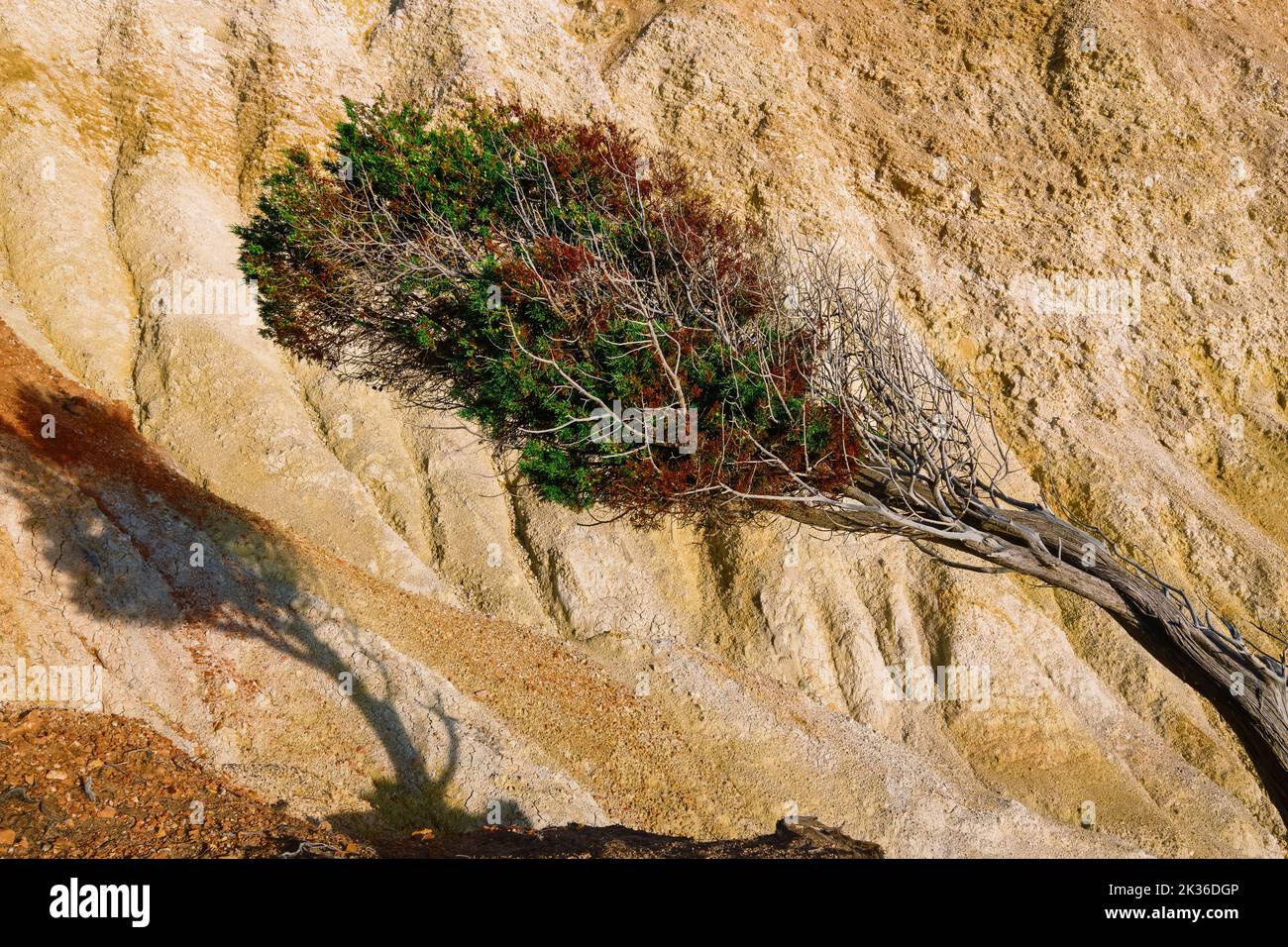 Nahansicht von windgebeugt Kiefern und gelbem Sedimentgestein. Details von felsiger Textur. Sonniger Sommertag. Stockfoto