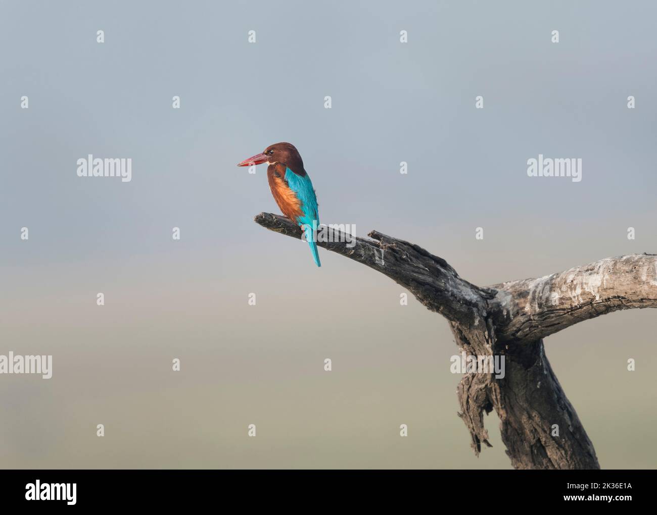 Weiße-throated Kingfisher Stockfoto
