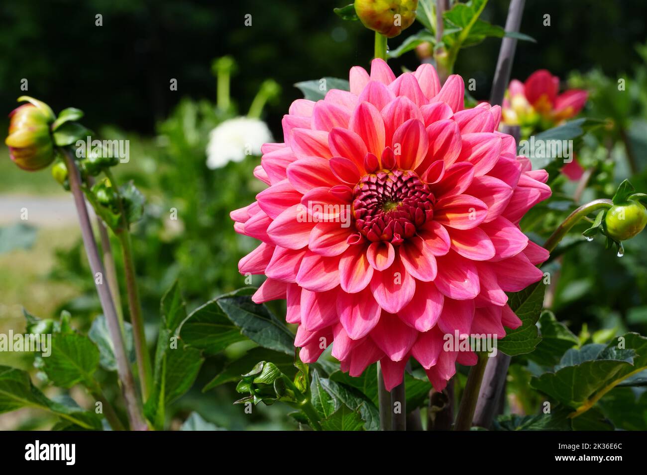 dahlia Blume. Schöne Chrysantheme Nahaufnahme, Rhythmus und Textur von zarten Blütenblättern Stockfoto