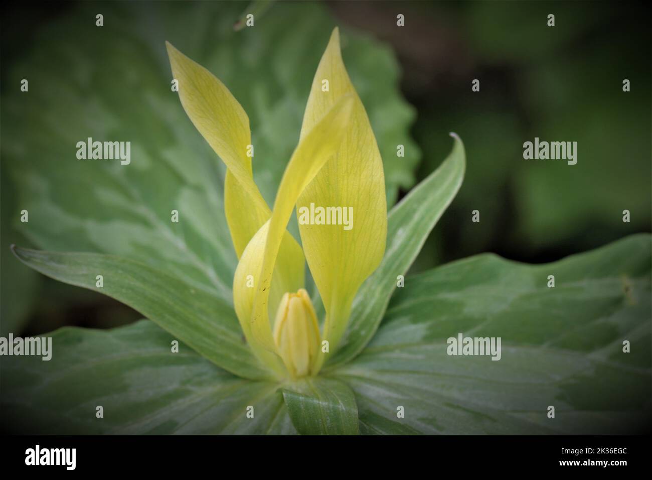 Nahaufnahme eines holzgelben trilliums (trillium luteum) vor unscharfem Hintergrund Stockfoto
